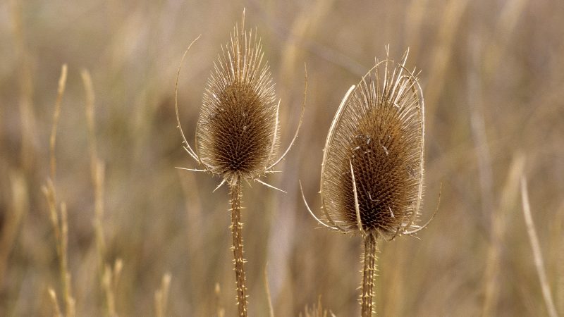 Problemen met sensorische informatieverwerking - Stapsgewijs Oefentherapie