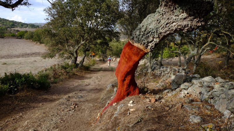 Scoliose bij kinderen en volwassenen - Stapsgewijs Oefentherapie