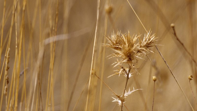 Boosheid en angst bij kinderen - Stapsgewijs Oefentherapie